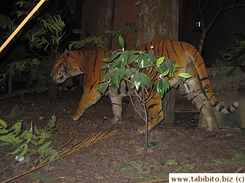 and tigers in its forest