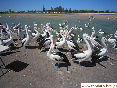 Pelicans gather