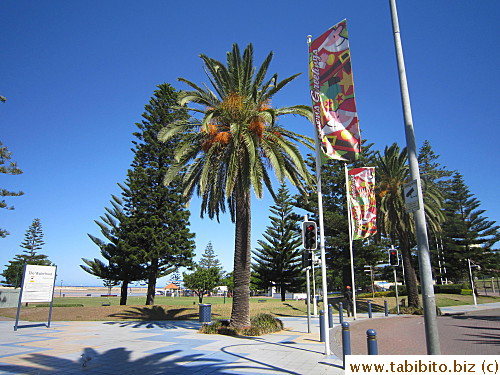 Palm tree
