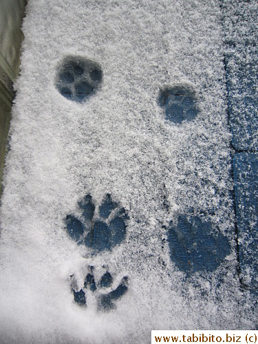 Efoo's paw prints