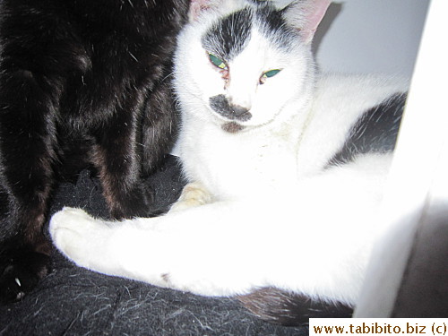 MT and BC snuggled in their heated house in the first floor balcony