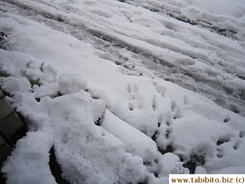 Some cat left their prints