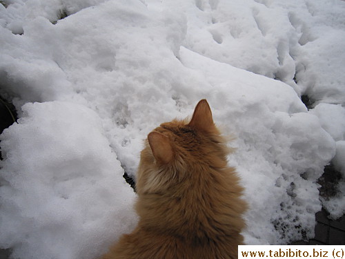 like to walk on snow