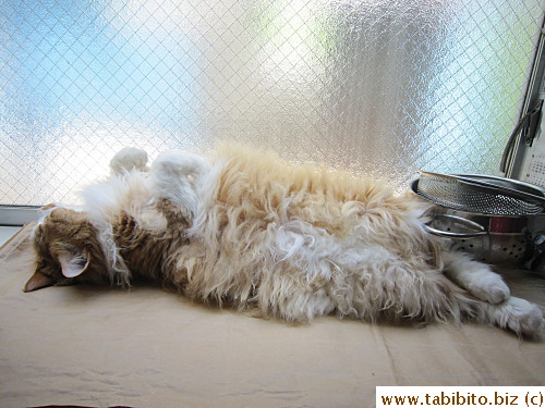 Taking a nap in the kitchen