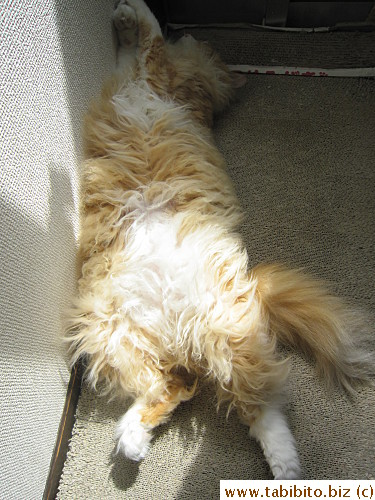 Nap time, all the time