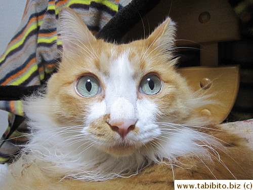 Efoo's perpetual chicken face