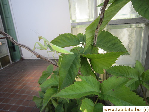 That is one huge grasshopper!