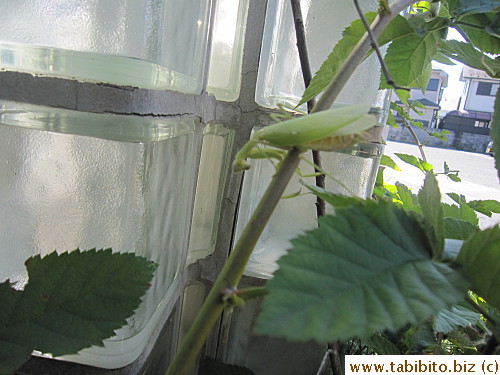 Thank goodness it ain't brown