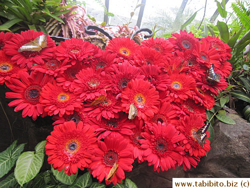 Awww, flowers arranged as a butterfly to attract butterflies