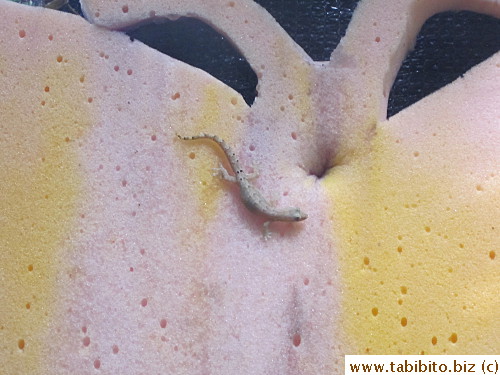 Looks like a gecko around a butthole!