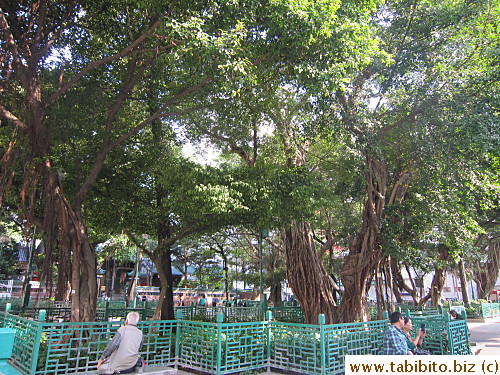 Quite a few banyan trees in the park