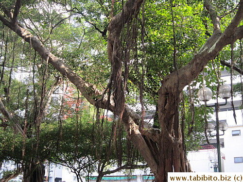 Hanging roots