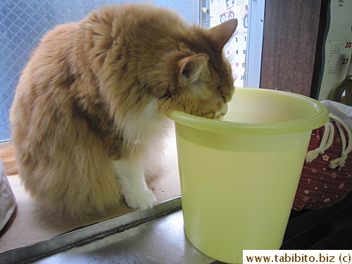Why do cats like to drink from a different water source