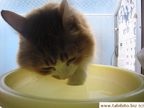 First, he sticks his paw (always the left one) in the water to form a scoop,