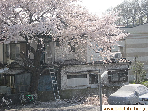 Blossom rainfall is so romantic