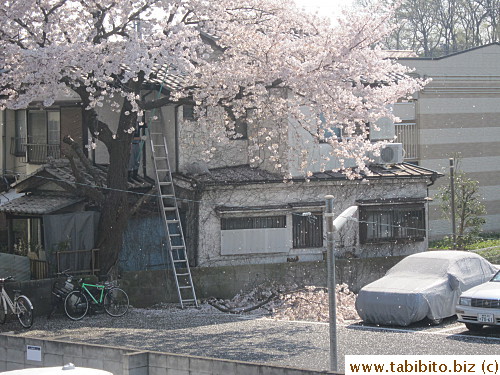 Cherry blossom carpet is also very nice