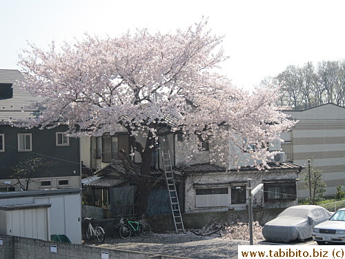 This cherry tree across the car park in front of our apartment is all I need for cherry blossom viewing