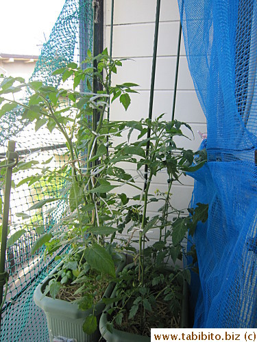 The tomatoes were getting so big that