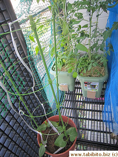 Snake beans in a pot