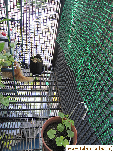 I had to remove the green house...
