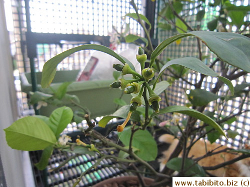This year I hand pollinated the lemon blossoms and we got a whole lot more fruit, don't know how many will eventually grow to size though