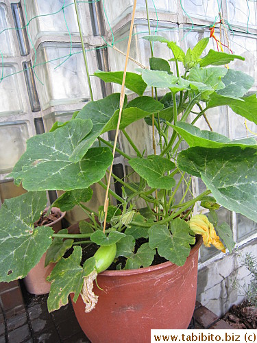 Korean zucchini growing in the front