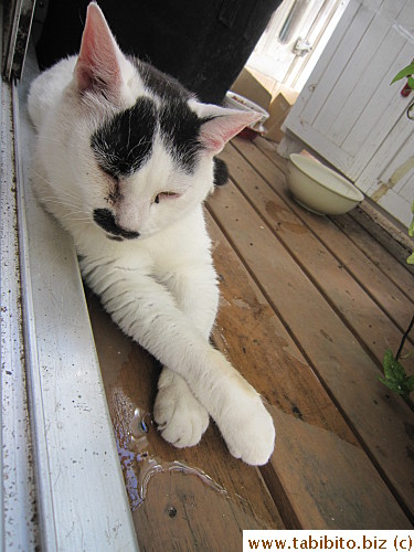 So ladylike