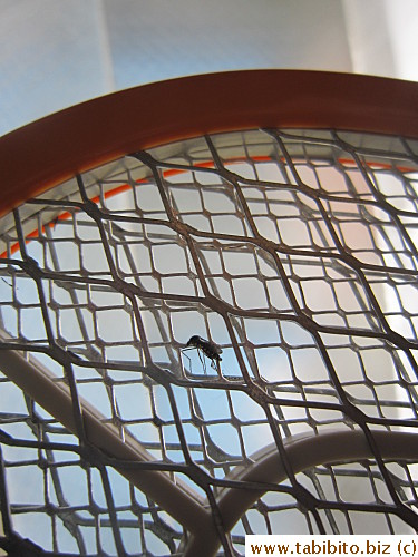 Catches mozzies (and other bugs) effectively