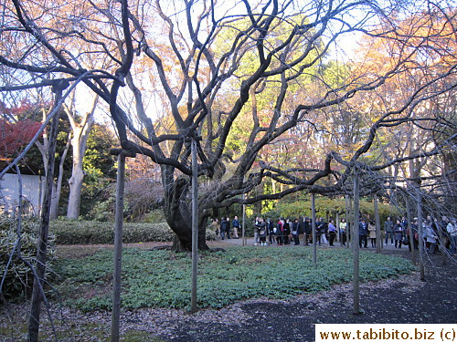 Huge cherry tree