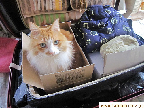 Efoo to go to the pet hotel that evening