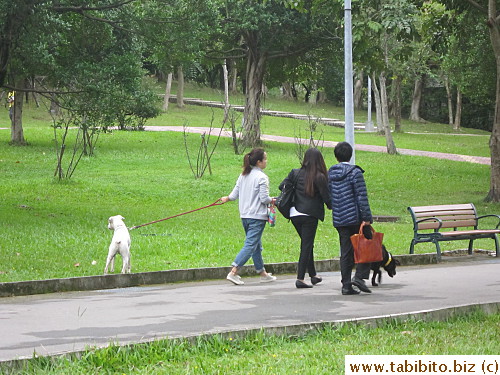 Saw quite a few dog walkers