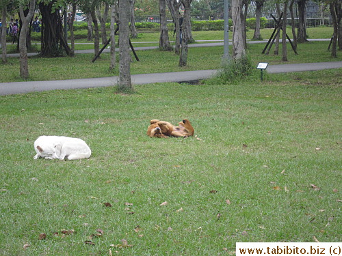 Two random dogs chilling on the lawn