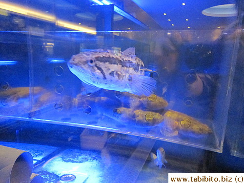 A variety of live seafood 