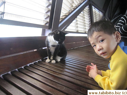 Kids love to play with cats, especially this one