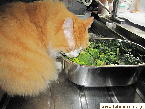 Efoo always knows if there's veggies soaking in the kitchen