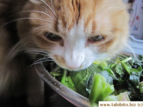 Spinach is his favorite