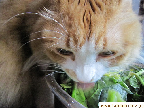 Cat contamination