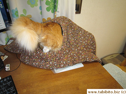 Cats can't resist crawling into a hole of any kind