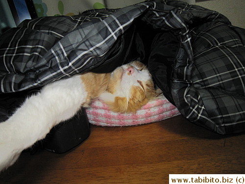 from Uniqlo is also a good choice for a tent