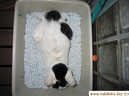 preferring to sleep in the litter box that she never used once for toilet