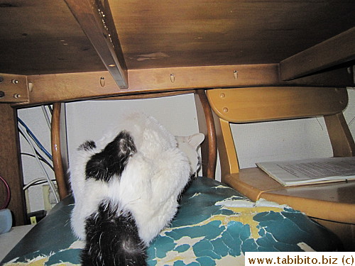 MT fell off mid-jump to her favorite spot, we had to put her there