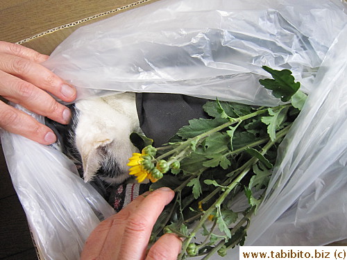 Final farewell to MT