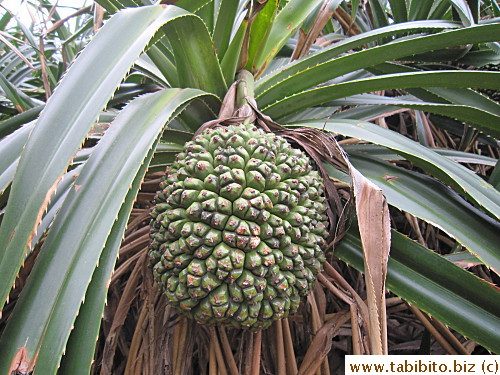 Wonder what kind of fruits they are