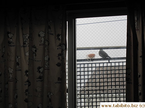 Took only a day for the first bird to come