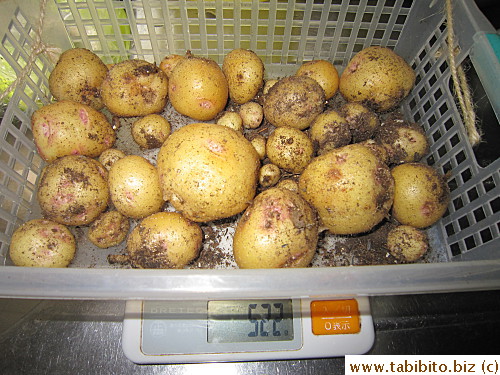 The other two pots combined yielded 522gm, less than a pound...