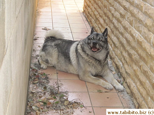 Parents' dog Max