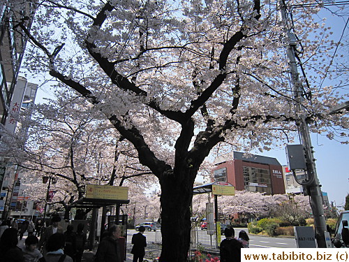 Outside South Exit of Kunitachi,