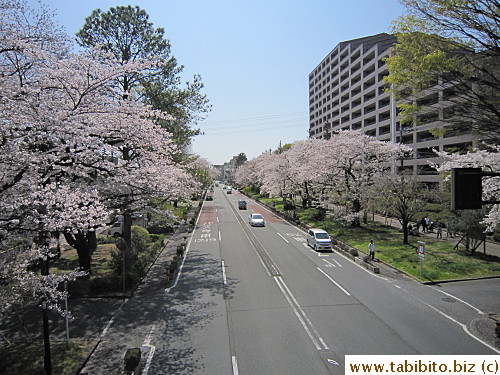 The most beautiful sakura-lined road I've seen