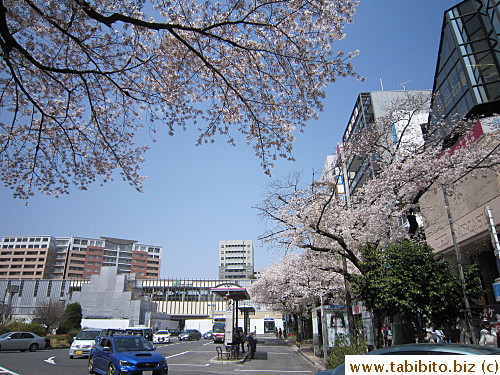 Imagine local people catching the train to work or whatever during cherry blossom time,