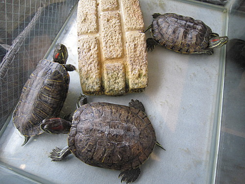 Turtles inside the restaurant